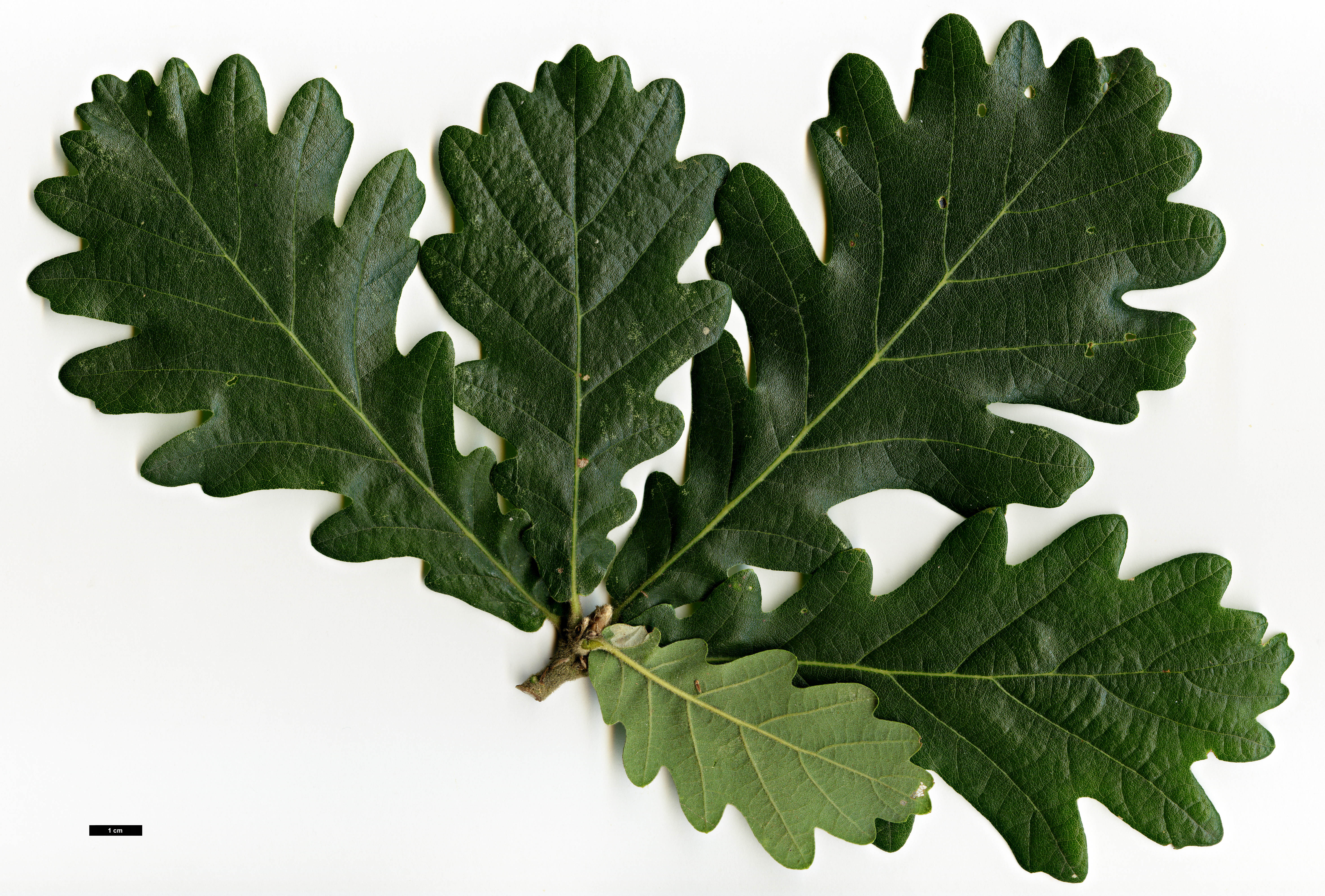 High resolution image: Family: Fagaceae - Genus: Quercus - Taxon:   - SpeciesSub: 'Macon' (Q.frainetto × Q.macranthera)